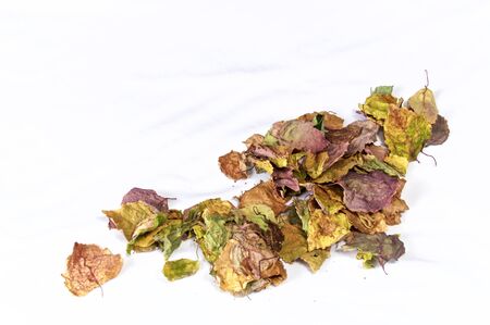 A collection of dried colorful autumn or fall leaves on white, not isolated, with copy space.の写真素材