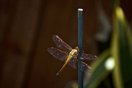 A yellow dragonfly is landed, holding onto a wooden garden post, with copy spaceの写真素材