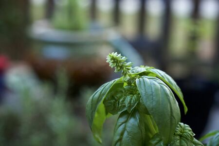 A rich green basil plant top with flower stalk growing out of stem.の写真素材