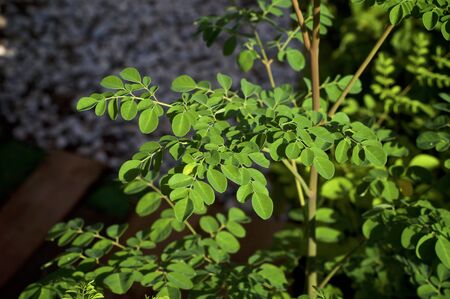Early morning sunlight on cluster of young moringa tree leaves in garden.の写真素材