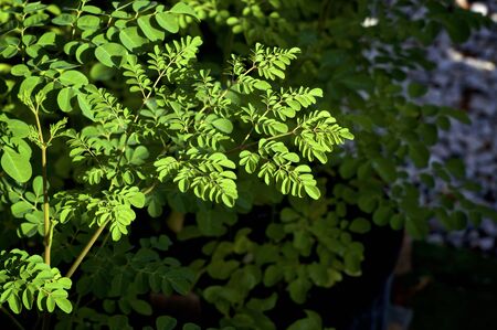 Early morning sunlight on cluster of young moringa leaves at eye level.の写真素材