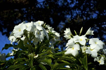 Two bouquets or clusters of white plumeria flowers with yellow centers on frangipani tree top with long green leaves.の写真素材