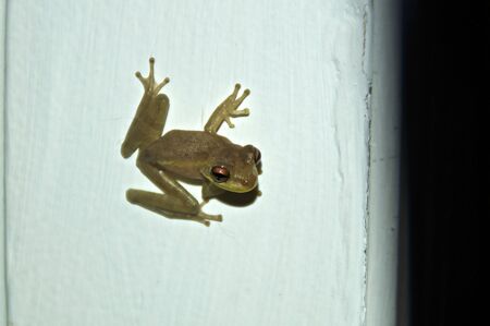 A tiny green frog is clinging to white wall, or door jamb, looking at viewer.の写真素材
