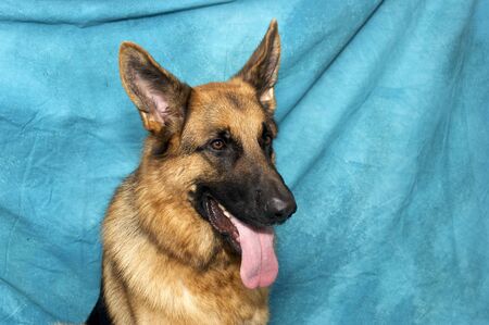 Studio portrait of German shepherd dog against blue background, panting and sticking out tongue and looking right.の写真素材