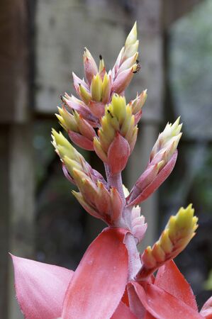 Close up of top of tropical bird of paradise plant with fresh young colorful buds.の写真素材