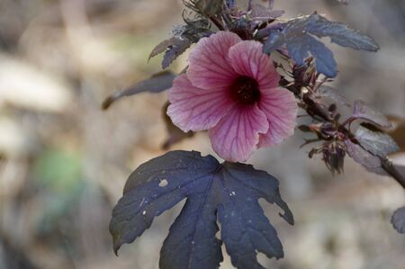 Close up of roselle hibiscus flower in bloom outdoors in tropics. Used for making tea and herbal medicine.の写真素材