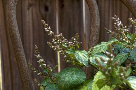 Close up of small red and white flower tops of blooming patchouli plant on wooden chair.