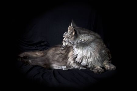 Studio portrait of maine coon cat laying down and turned away on black cloth background.の写真素材