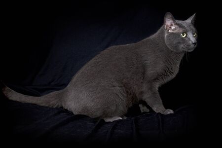 Studio shot of gray Russian blue cat sitting in profile on black cloth background cleaning himself.の写真素材