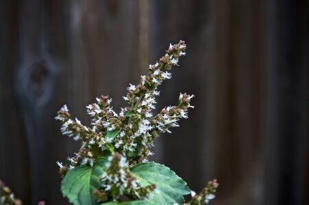 View of small red and white flower tops of blooming patchouli plant with wooden fence in backgroundの写真素材