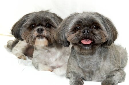 Studio portrait of two alert shih tzu dog with fresh haircuts lying together, looking at viewer on white cloth background.の写真素材