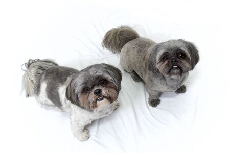 Studio image of two curious shih tzu dogs with fresh haircuts against white background looking up at viewer.の写真素材