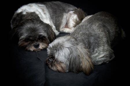 Two male shih tzu dog brothers are curled  up sleeping on dark background.