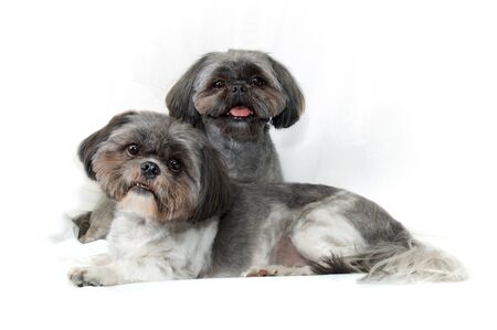 Studio portrait of two resting shih tzu dog with fresh haircuts lying together, looking curiously at viewer on white cloth background.の写真素材