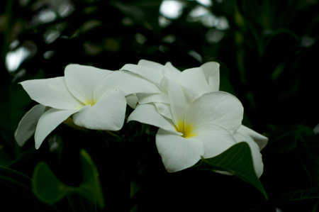 A group of beautiful white plumeria flowers with yellow centers on overcast day. Also known as frangipani.の写真素材