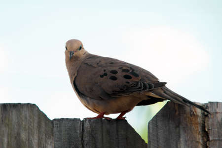 Beautiful eye level portrait of mourning dove perched on wooden fence looking at viewer. Also known as Turtledove,  Rain dove and Carolina pigeon.の写真素材