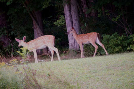 Two young white tailed deer walking at edge of a forest. Side view of spotted fawns with big ears in forest.の写真素材