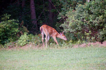 A baby white tailed deer eating at edge of wood. Spotted fawn with big ears feeding in forest.の写真素材