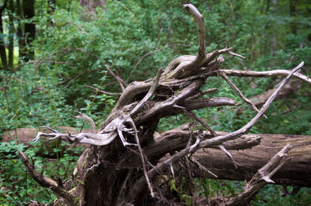 Eye level view of tangled dried roots of over turned tree in forest creating abstract design.の写真素材