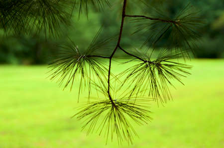 Branch of white pine tree is hanging down outdoors in the forest creating abstract design, with...