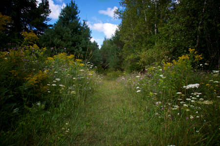 Child's eye view of a beautiful grass covered path, surrounded by gold, blue and white wildflowers, leading into a pine forest, creating a magical feel.の写真素材