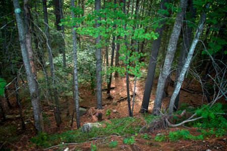 High angle view looking down into valley with tall pine and other trees with dappled sunlight in lake placid new york.の写真素材
