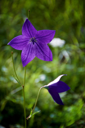 Two beautiful large bell flowers also known as hairbells in bloom in forest in late afternoon in Lake Placid, New York.の写真素材