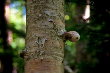 A young medicinal birch polypore mushroom growing high up on a white birch tree in the middle of the...