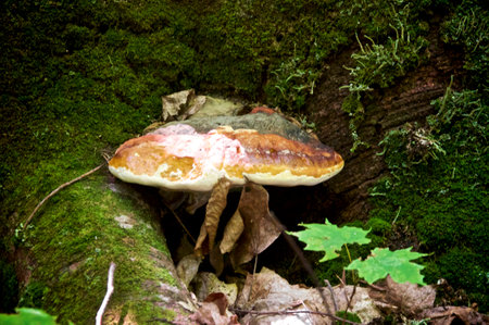 A large red belted polypore growing between the roots and trunk of a moss covered tree in the middle of a boreal forest in Wilmington New York.の写真素材
