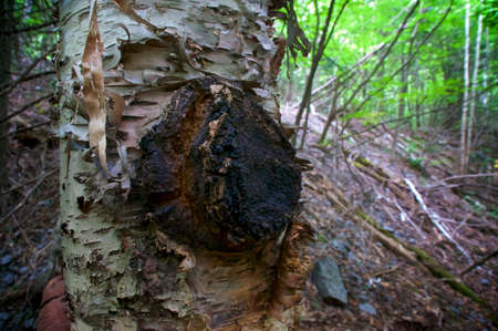 View of a large round chaga mushroom growing on peeling white birch tree, Chaga mushroom is used as an alternative medicine and is called Inonotus obliquus.の写真素材