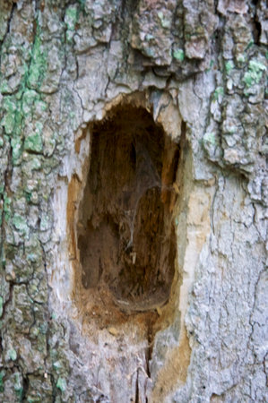 A large hole carved into an old tree trunk by a wild animal in the forest.の写真素材