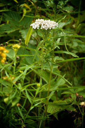 Large medicinal yarrow plant in nature with white flowers growing wild in Saranac Lake New York.の写真素材