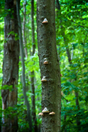 A group of medicinal hoof mushrooms are growing on a tall yellow birch tree in the boreal forest in Lake Placid New York.の写真素材