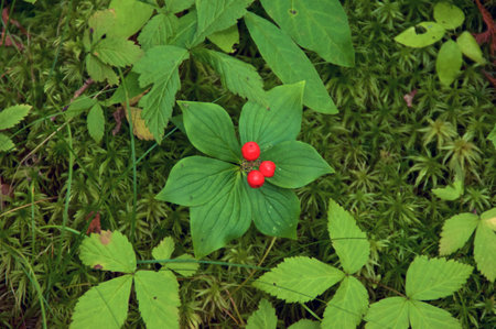 Wild bunchberry plant on forest floor at the silver lake bog.の写真素材