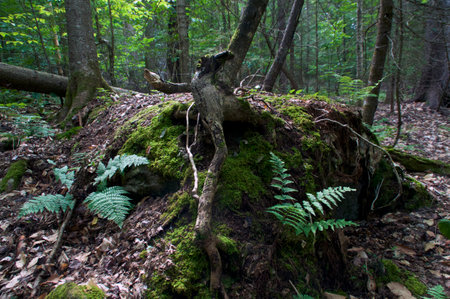 A large boulder in the middle of a wild boreal forest covered with moss and ferns along with trees growing.の写真素材