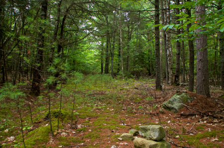 Beautiful scenic view of moss covered walking trail on hardy road in wilmington new york with lush vegetation and tall trees in the wild state forest.の写真素材