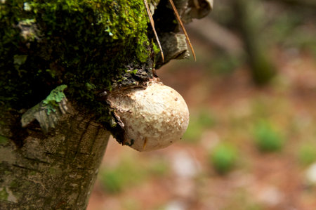 Close up of young birch polypore mushroom growing from old birch tree, used in medicine.の写真素材