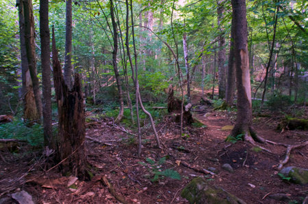 Afternoon in old boreal forest in wilmington new york, with dappled sunlight and tall trees.の写真素材