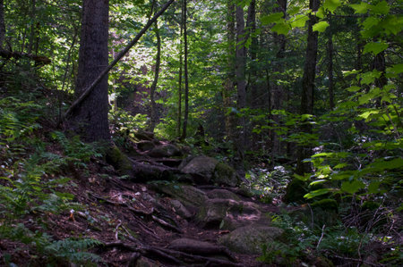 Beautiful scenic afternoon view of boreal forest in wilmington new york, with dappled sunlight and tall trees showing steep hiking trail  or walking path with rocks and tree rootsの写真素材