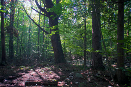 Beautiful scenic morning view of boreal forest in wilmington new york, with dappled sunlight and tall trees.の写真素材