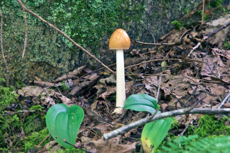 A large phallic mushroom with a shiny orange head and solid white shaft is growing near large rock.の写真素材