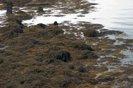Seaweed or kelp is caught on the rocks as the tide moves in Ogunquit Maine on an overcast afternoon in summer, creating an interesting abstract background. Abstract collection of plant life at edge of ocean.の写真素材