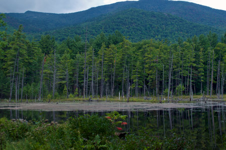 View of the lake on the flume trail in wilmington new York in the adirondacks, with deep wild forest in the background with mountains.の写真素材