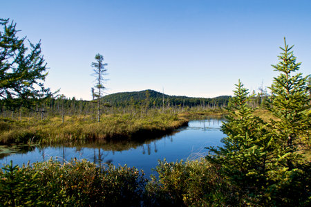 Scenic view of beautiful lush bog marsh with pond in brighton new york in late summer, showing larch trees and evergreen spruce with mountains in the background.の写真素材