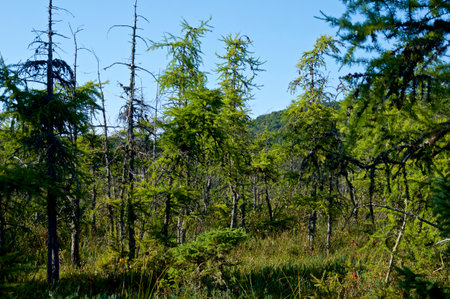 Scenic view of beautiful lush bog in brighton new york full of larch trees.の写真素材