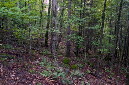Beautiful nature image of boreal forest wilderness showing various trees and other vegetation.の写真素材