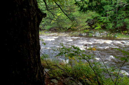 View of the au sable river, with rapids in wilmington new york in the adirondack mountains from behind a tree.の写真素材