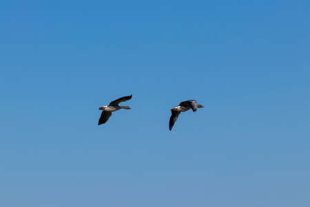 Greylag geese in flight Storoeyodden Fornebu. High quality photoの写真素材