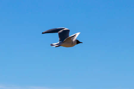 Brown-hooded gull in flight Kadettangen Norway. High quality photo
