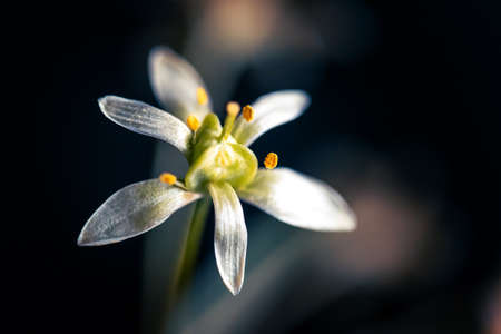 Macro whithe flower with pollen. High quality photoの写真素材